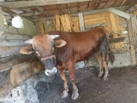 सांड, मवेशी — फ़ोटो 4