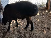 Ram, Sheep — photo 2