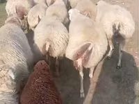 Ido, Sheep — sawirka 2