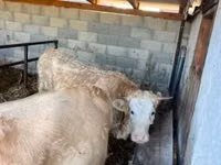 Kuh, Charolais cattle — Foto 1