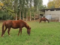Horse (M), Horses — photo 1