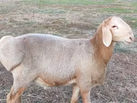 Ram, Arashan sheep — photo 2