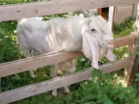 Capra, Nubian Goat — foto 8
