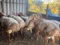 Ram, Arashan sheep — photo 5
