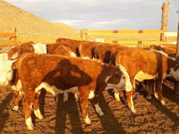 Touro, Vaca branca de cabeça kazakh