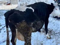 İnək, Mal-qara — foto 1