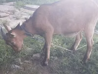 Ged, Alpine goat — foto 2