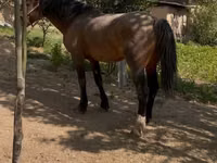 Cavallo, Cavalli — foto 6