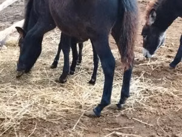 Hengst, Welsh Mountain Pony
