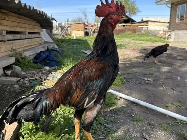 Chickens — Kyrgyzstan