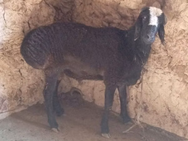የጎትት አውራ በግ, Sheep — ኡዝቤኪስታን