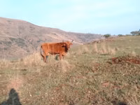 Корова, Nguni cattle — фото 2