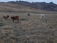 सांड, Simmental cattle — फ़ोटो 2