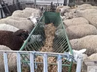Ոչխար, Ile-de-France sheep — լուսանկար 1