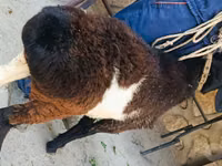 Ram, Hissar sheep — photo 2