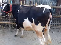 İnək, Bifalo — foto 1