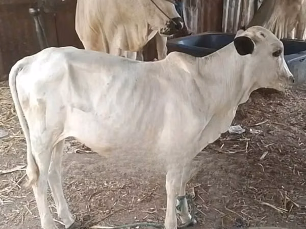 母牛, Cattle