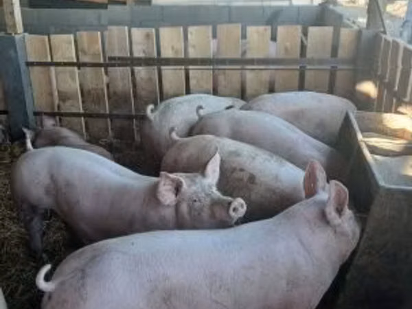 Хряк, Крупная белая