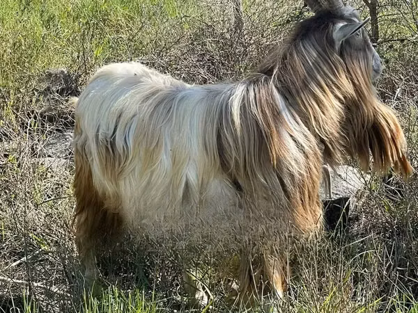 Бузғола, Toggenburg goat — Кения