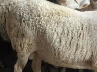 Vædder, Assaf sheep — foto 4