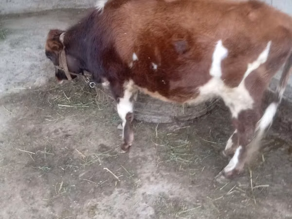 Bull, Swiss cattle