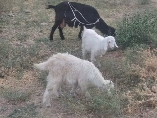Goat, Goats — Uzbekistan