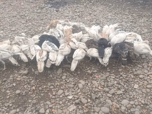 Turkeys — جمهوری آذربایجان