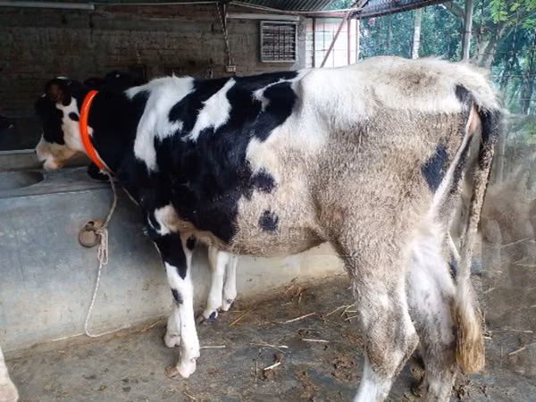Cow, Cattle — Bangladesh