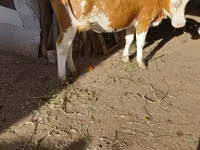 Vache, Simmental cattle — photo 3
