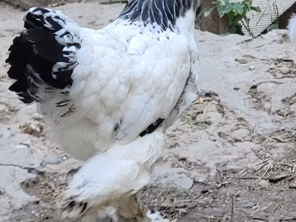 Brahma — Kyrgyzstan