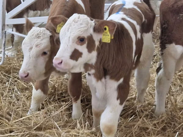 Cattle (batch, sex not specified), Simmental cattle