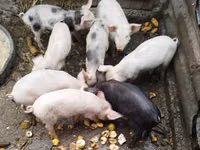Babi hutan, Pigs — foto 1