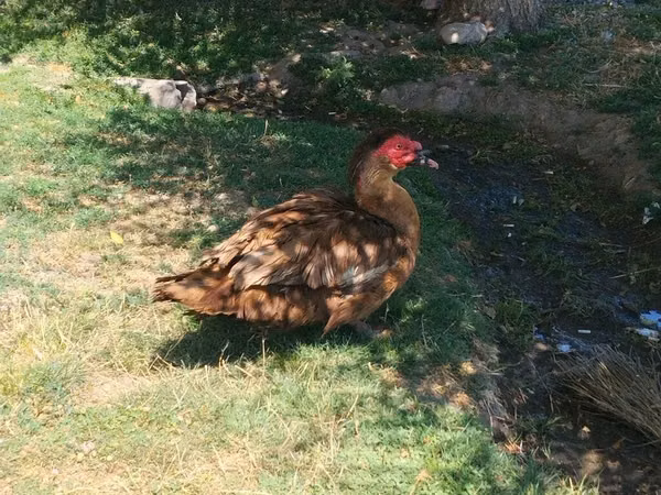 Domestic Muscovy — Kirgistaan