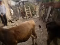公牛, Cattle — 照片 3