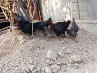 Chickens — photo 6
