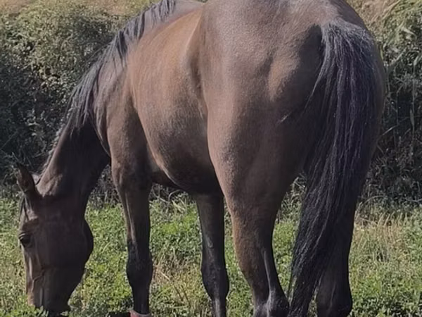 مادیان, Friesian sport horse