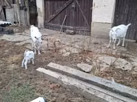 Koza, Kozy — foto 2