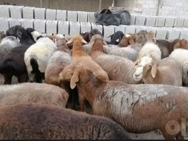 Ram, Sheep — Uzbekistan