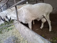 Kambing jantan, Sheep — foto 1