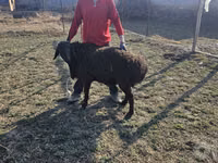 Ram, Sheep — photo 4
