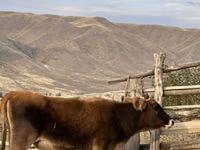 گاو نر, Swiss cattle — عکس 2