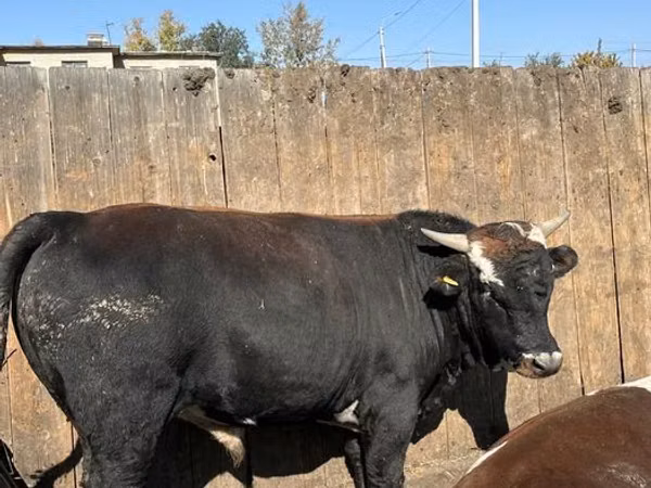 Bou, Bovine