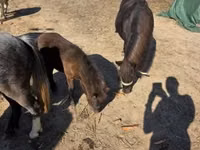 Merrie, Paarden — foto 4