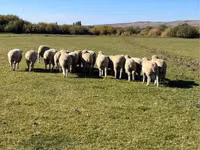 Kambing jantan, Australian merinos sheep — foto 4