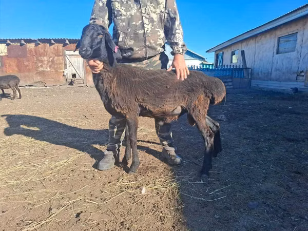 Ram, Sheep — Kazakhstan