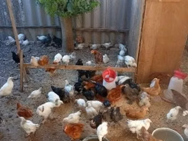 Chickens — Угорщина