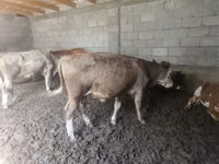 Bou, Simmental cattle — foto 2