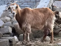 Koza, Nubian Goat — foto 2