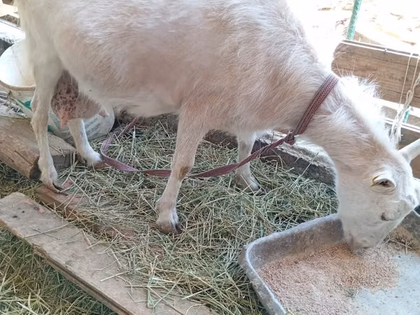 Geit, Saanen goat