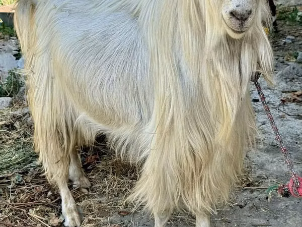 แพะตัวเมีย, Irish goat